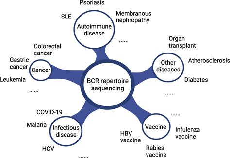 Analysis of the B cell receptor repertoire in six immune.